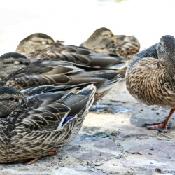 ANIMALES, INSECTOS, AVES Y PECES