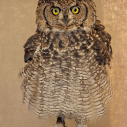 ANIMALES, INSECTOS, AVES Y PECES