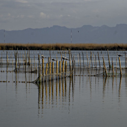 ALBUFERA